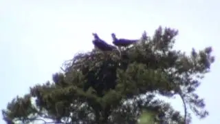 visarend/ospery/fiskgjuse