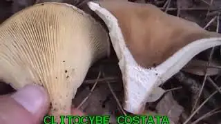 Clitocybe costata