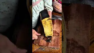 Cutting Open Fermented Cacao Pod: Revealing the Inside!