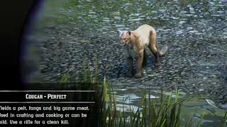 RDR2 &mdash; один из способов гарантированно получить хищника с идеальной шкурой для нереста (пума, пан...