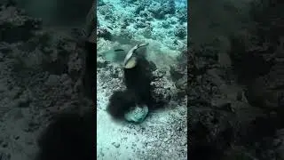 Master of Disguise in the ocean #biology #ocean #sea #fish