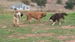 aboriginal Tibetan Mastiff vs Spanish Mastiff vs Pyrenean Mastiff
