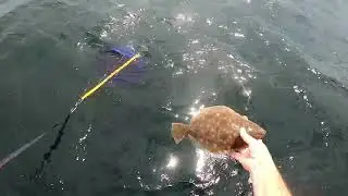 Late July Ocean Fluke Fishing