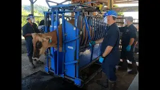 Data Automation for Cattle Fever Tick Eradication