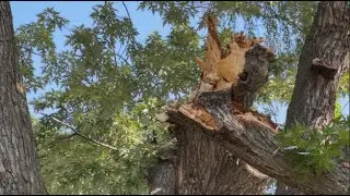 Missoula's aging trees pose safety risks, city officials monitor situation