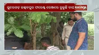 Sundargarh on alert as trap cameras installed following Tiger movement reports, locals in fear