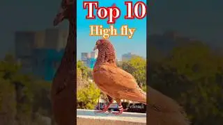 Top 10 best high fly resing kabootar 🔥😱💯 #pigeon #kabootr #bird #birdspecies #ytviral #top10 #shorts