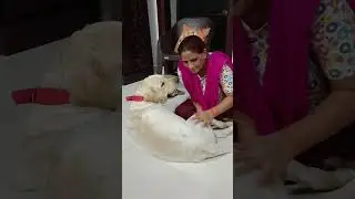 Jerry Singh's hip injury therapy #doglovers #labrador #petlover #smartpet