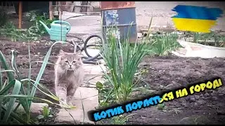 Котик порається на городі