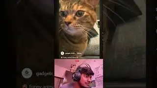 meme reaction #catfunnymemes #catmemes #catmemescompilation #catmemesfunny #catmemes #chaoticvibes