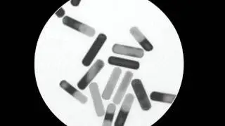 Koch Institute Public Galleries: Making Tumors Vulnerable