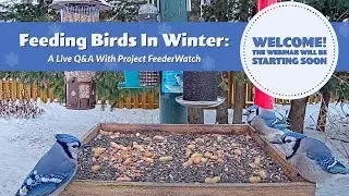 Feeding Birds In Winter: A Live Q&A With Project FeederWatch