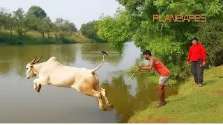 Amazing Intelligent Animal Farming / Friendly Farm Animals