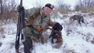 Первая охота на фазана, по снегу, 16 год. First pheasant hunting, snow, 2016.