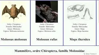 Mammif&egrave;re, ordre Chiroptera, famille Molossidae order Chiroptera family Molossidae language bat