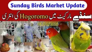 Lari adda Lahore l Sunday Birds Market l 1 February 2026 l Haider Pets World 