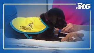 Puget Sound chapter of Canine Companions looking for more volunteers