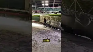 &iexcl;El Truco Secreto Para Detener Galgos a 72 KM/H!