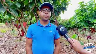 Produtor rural de Jaguaré investe na produção de cacau