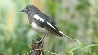 Oriental Magpie-Robin, Copsychus saularis, female, Kherla, Rajasthan, India, 13 Aug 2025 (*8*)
