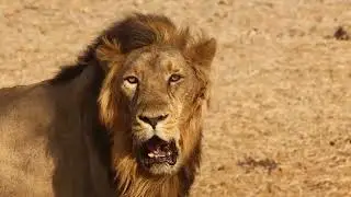 Familiar animals: chicken, horse, dog, cow, cat - Animal team