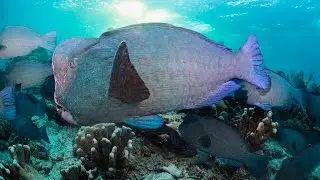 Unusual sea creatures: giant bumphead parrotfish