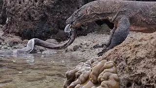 komodo dragon eats eel or its scientific name is Electrophorus electricus.