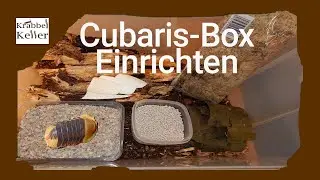 Cubaris Box Einrichten