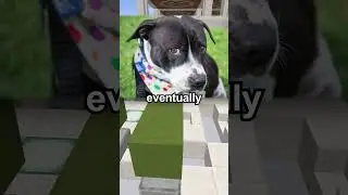 Facts About Dogs You Didn't Know
