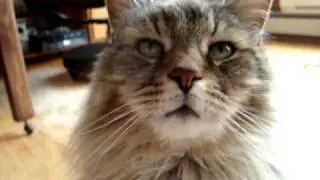 Maine coon grounded for staying out too late