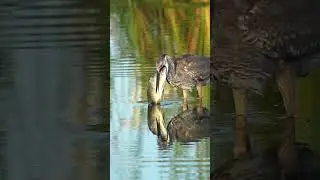 Great blue heron swallows the biggest fish I ever seen