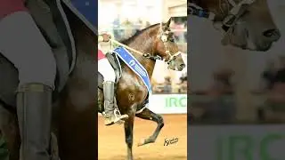Campe&atilde;o nacional de marcha picada  cavalo J&uacute;nior  Escobar Ref&uacute;gio do Murtha #75 981 05 8564#