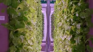 Controlled Environment Agriculture: Growing the Future