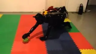 Pup playing with the wobble wag Giggle ball