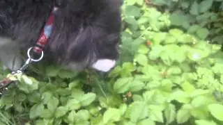 Walderdbeeren