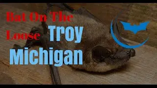 Bat Removal in Troy, Michigan