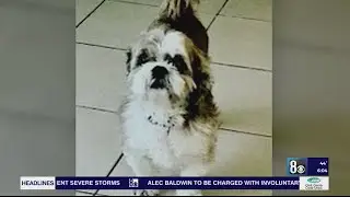 Digging Deeper: Pet Boarding regulations after Henderson dog dies in sitter's care