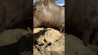 Funny Animals| For the love of mud