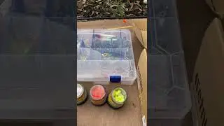 Power Bait Eggs & Rainbow Trout