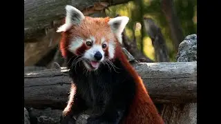 5 Ways You Can Protect Endangered Animals