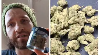 Thca small buds. 