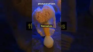 CRAZY Animal Fact 😱🖋️  Sea Pens: Nature's Underwater Quills #shorts #nature #trending