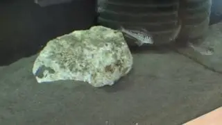 Xenotilapia singularis Mzuri&Cyprichromis sp. Jumbo Chaitika