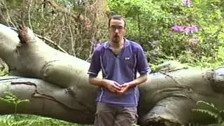Manna Psilocybin Mushroom inspired Documentary By Simon G Powell