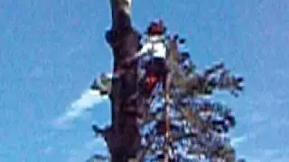 Canopy Tree Service - 100' poplar
