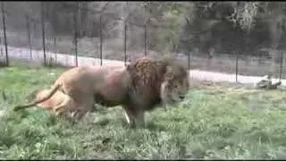 Lion Protecting 