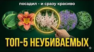 Красота без жертв: 5 быстрорастущих многолетников с минимальным уходом