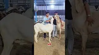 Bakra Eid Ibrahim sunnt #eiduladh