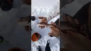 trout magnet #icefishing #hardwaterfishing #troutmagnet #icefishingvideo #snowbilly #troutfishing