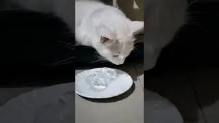 Cat's reaction to Ice Cubes